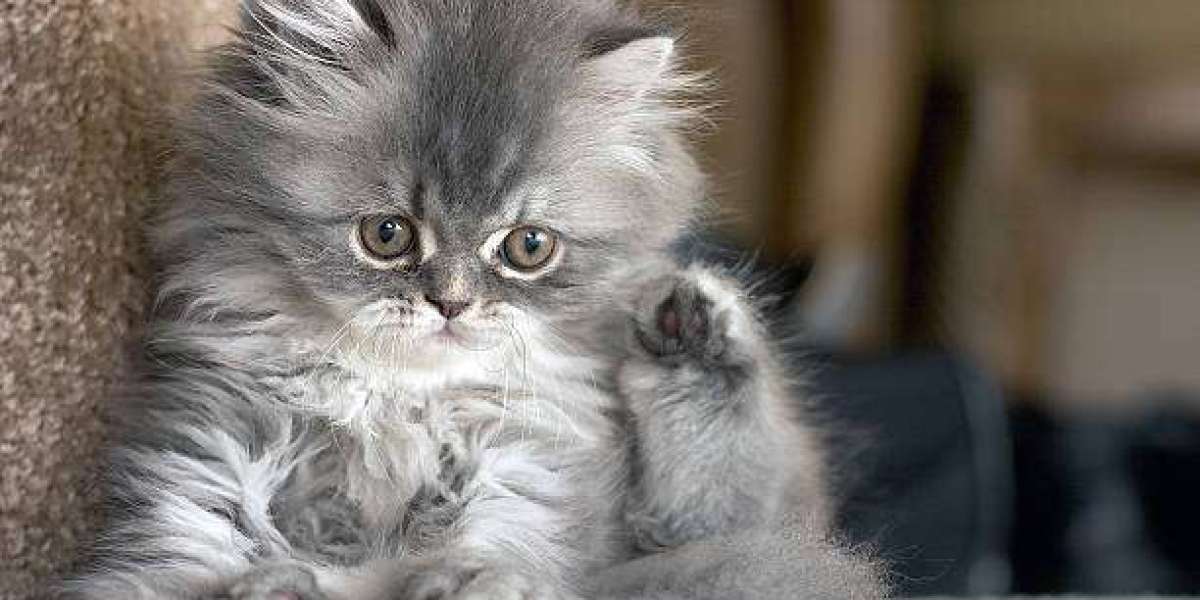 The Charismatic World of CFA Persian Kittens