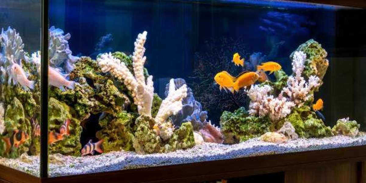 Revolutionizing Your Saltwater Aquarium with Cutting-Edge Equipment