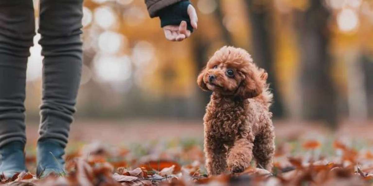 How to Spot a Healthy Teacup Poodle Puppy: A Guide for Devoted Dog Lovers